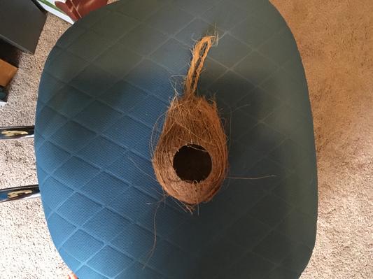 Hole too small for a budgie or lovebird