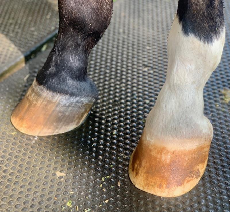 Rear feet, 7 weeks from last trim