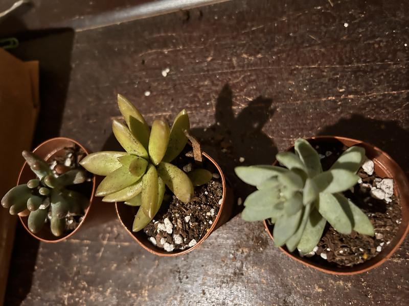 View of plants from above