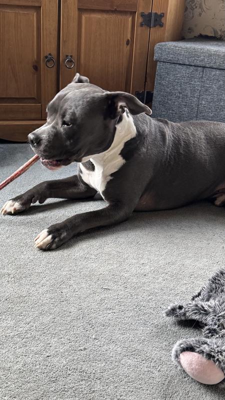 Radar 75#, really wants to eat it