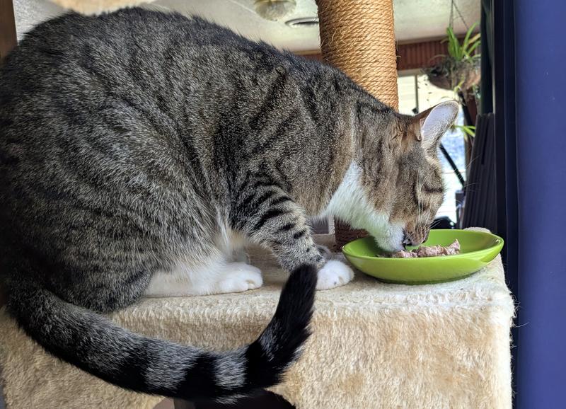 Marlowe loves the Wellness Variety Pack