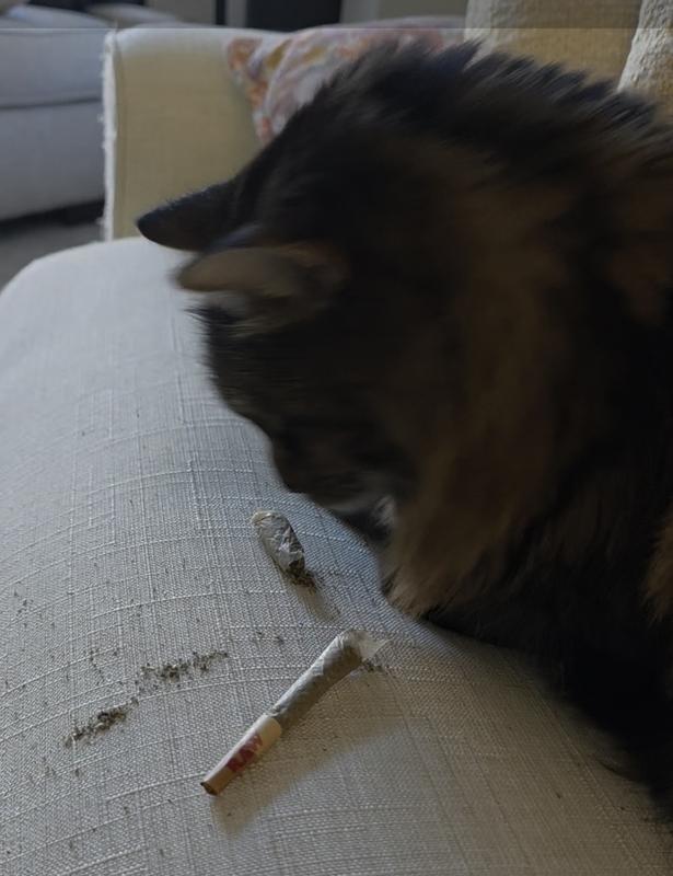 This isn't my usual catnip