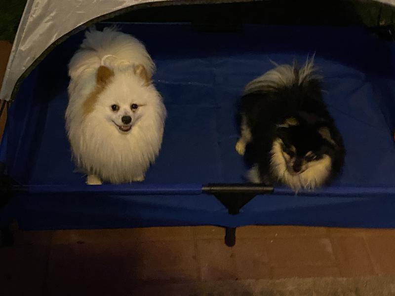 We are really spoiled and mommy decided that we needed a pool with a canopy, we are loving it even though it’s dark outside now. We love our new pool & the canopy is really cool too❣️❣️