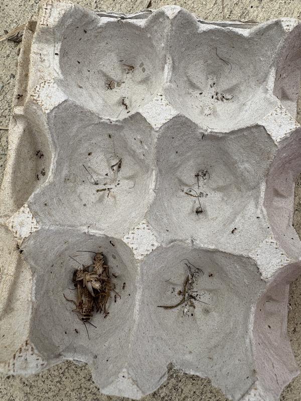 Ants all over with dead crickets