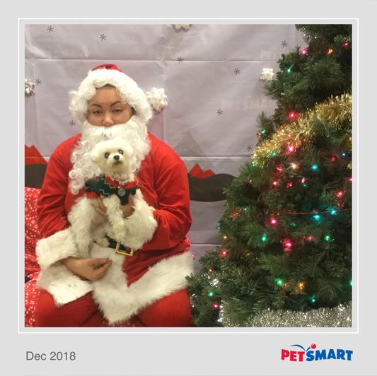 Milk thistle shop for dogs petsmart