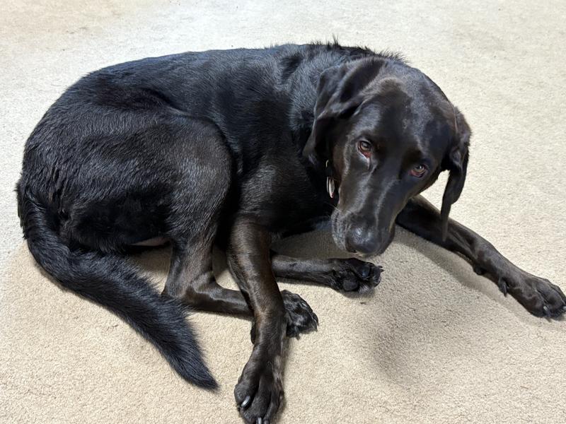 Hi I’m Izzy!  Before my bath I was outside chewing on a stick...now I’m really shiny & pretty after!!
 I’m 4 years old and live in Illinois in a farming community, I’m a lab mix rescued at 8 weeks old! My family loves me and I love them!!