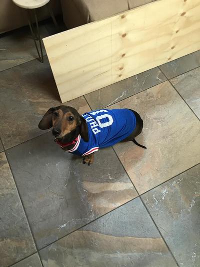 PETS FIRST NBA Dog Cat Mesh Jersey, Los Angeles Lakers, Small