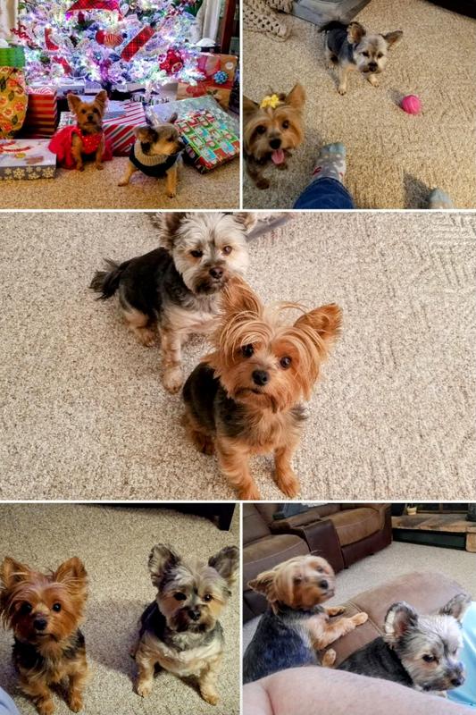 My beautiful babies! Flea free for many years!!