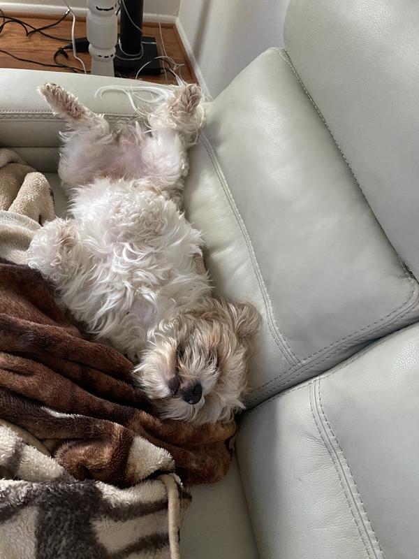 This is him after eating his portion of Cesar! 
Full belly, happy heart!!!