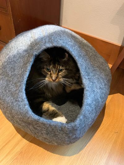 Our Maine Coon cat, Jack, fits easily and loves it!