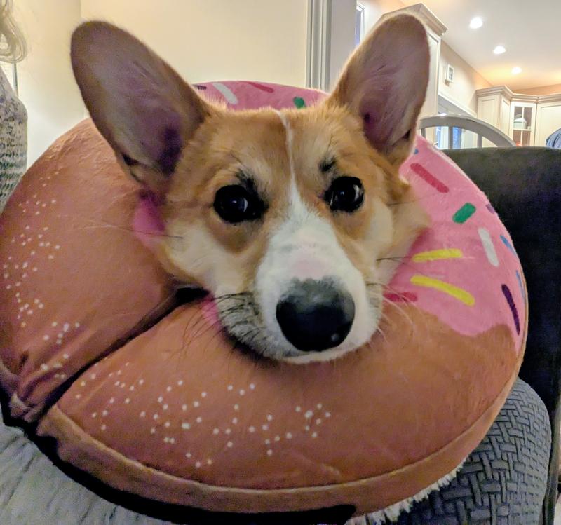 Corgnut
