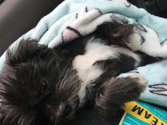 This is a happy fur baby loved with Canine Caviar