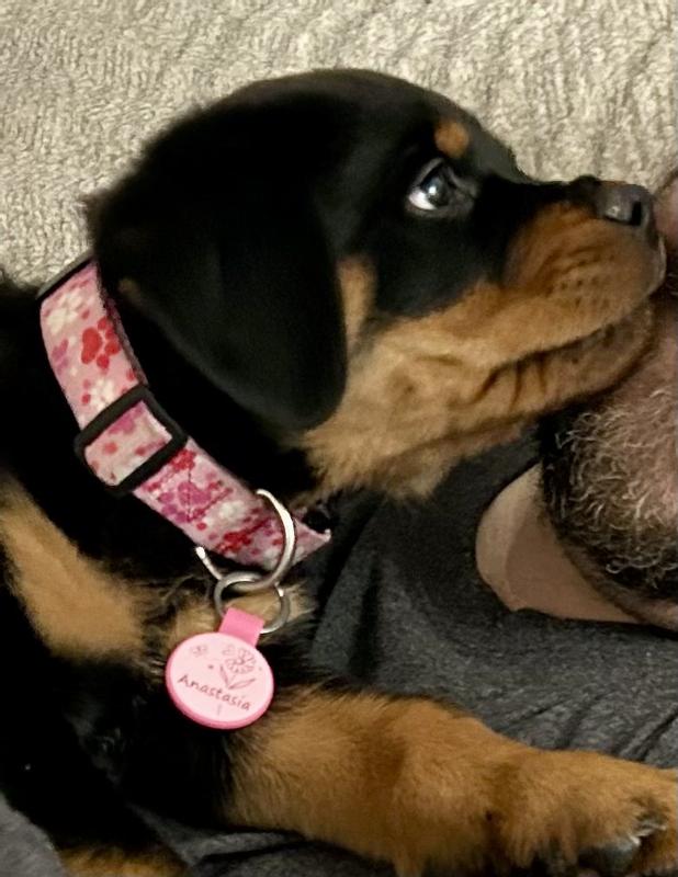 Our puppy loves her new collar!❤️