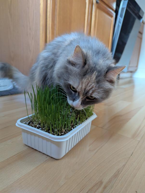 Ripley and the grass