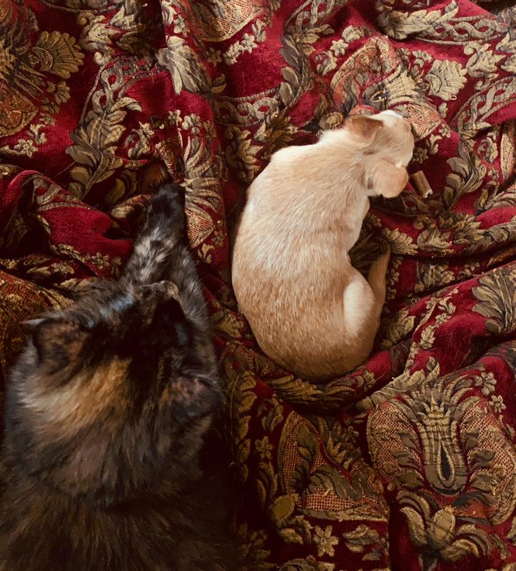 My cat is impatiently waiting for her turn with the toy!