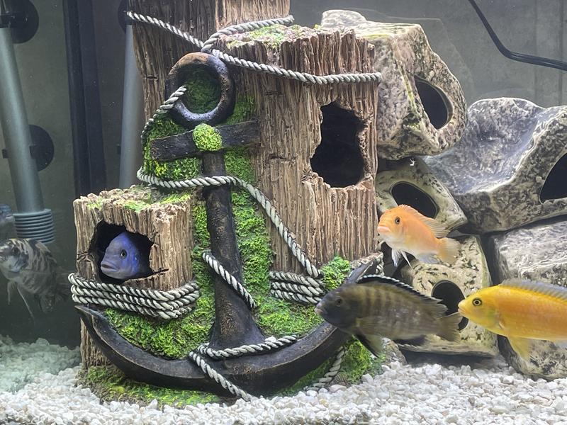My cichlids love it!