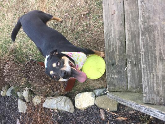 West Paw Zogoflex ZISC® Flexible Dog Frisbee Disc Toy — Animal