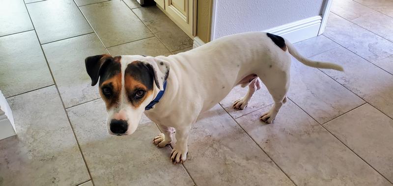 The Beagle is sensitive,  the American Bulldog predisposed for hip dysplasia.