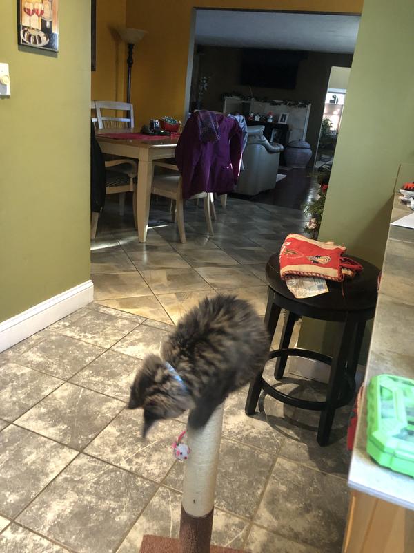 Coda loves to try & catch the mouse