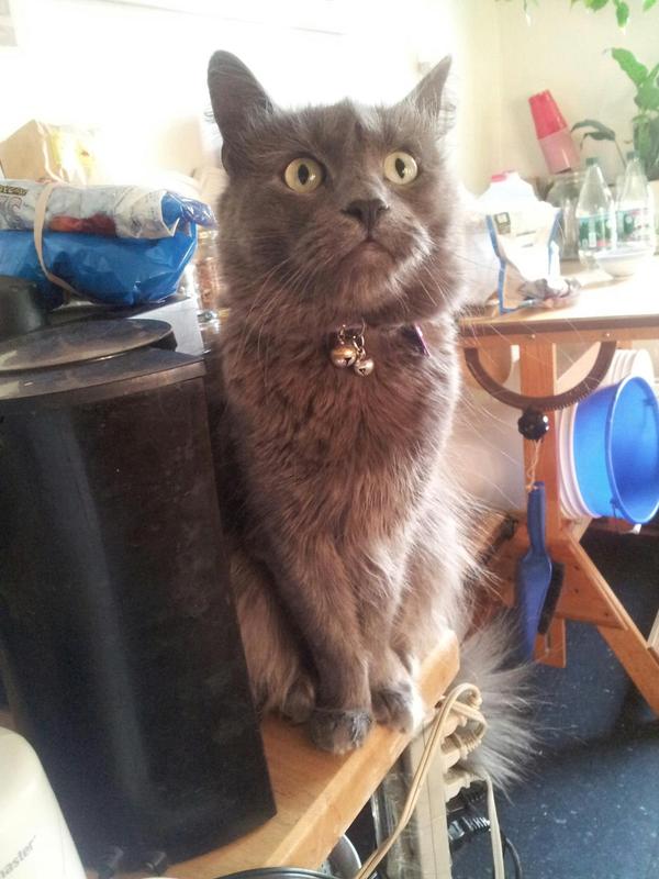 Wherer are my kookies?!?!?