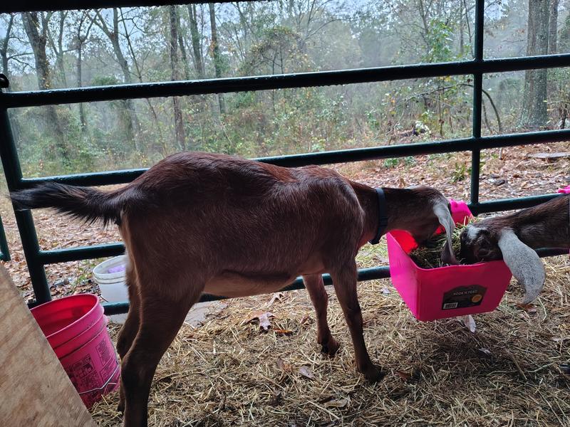 Enjoying her feed with alfahay