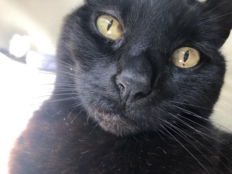 My Ashley best kitty thought she was a dog