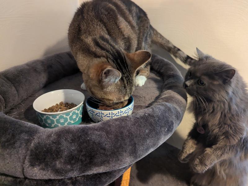 Jordy, a large tabby cat, digs into his share of the Love Nala chicken pate canned food while Chloe, a fluffy gray cat, looks on. Chloe is fed separately, but that doesn't stop her from checking out what Jordy is into.