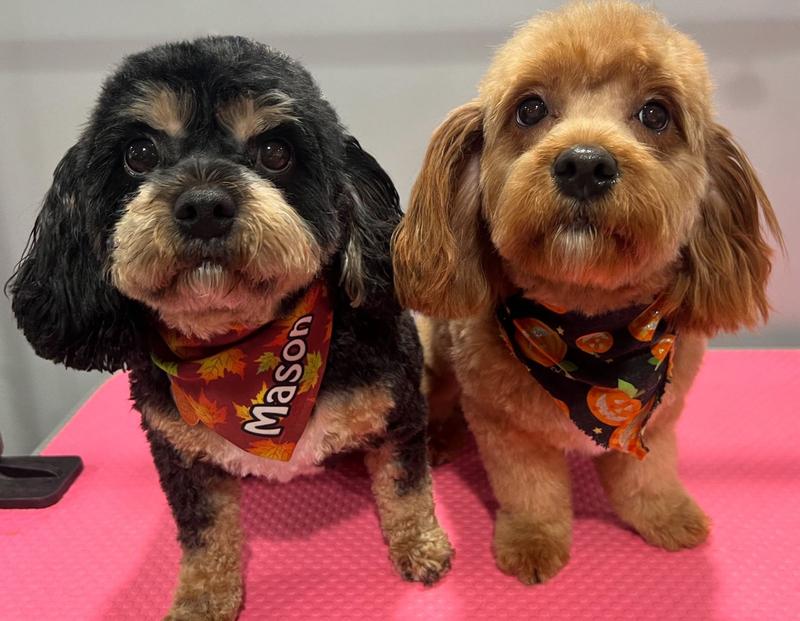 They are both patiently waiting for their nylabones