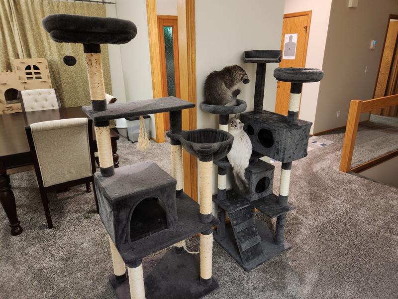 Good quality Frisco cat tree on left.  This Coziwow piece of junk on the right.  The gray cat is 3 yrs old, while the white cat is only 5 months old. (ragdoll is a large breed)