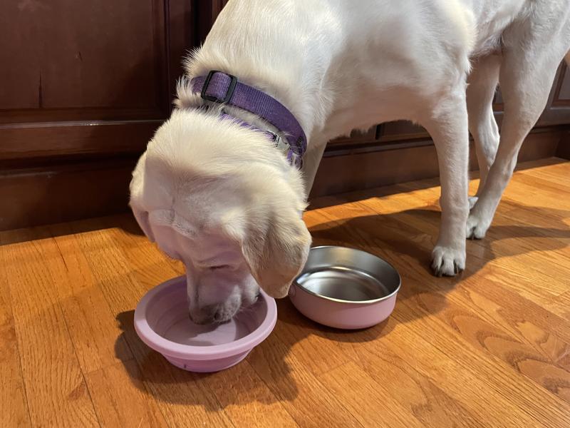 80 lb dog with bowls
