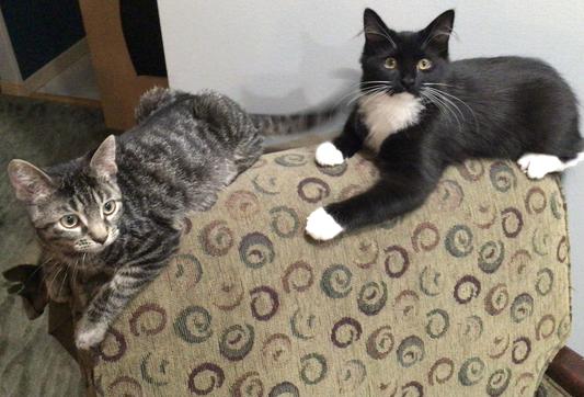 Happy Kittens.  Thanks again, Chewy!