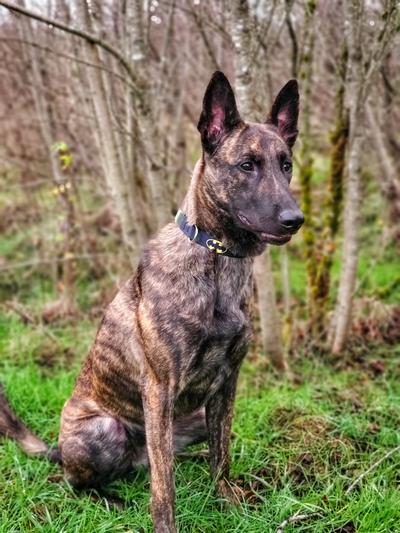Fierce in her new collar