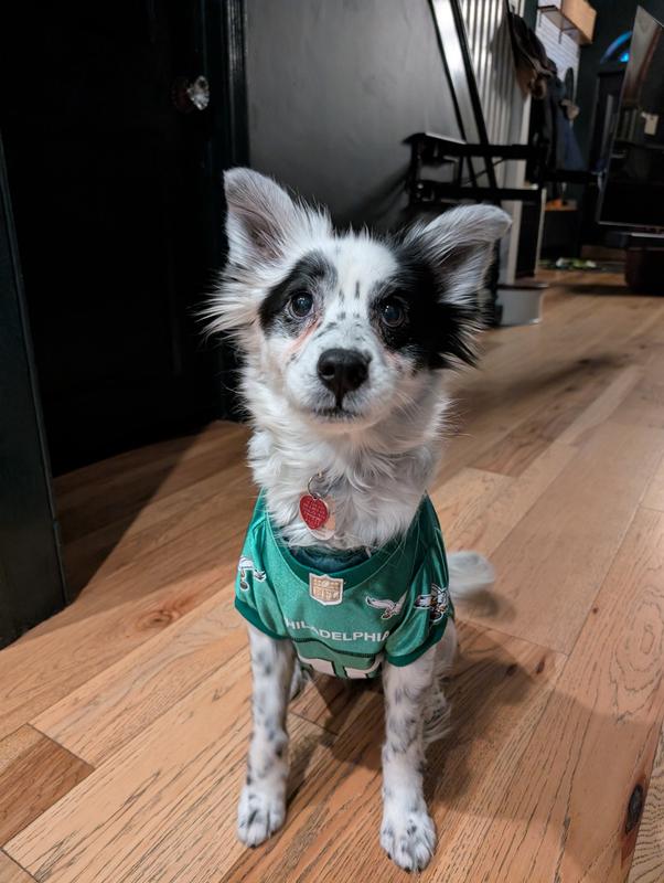 Go Birds 🦅💚