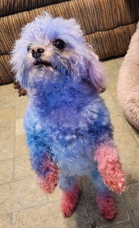 WARREN LONDON Critter Color Temporary Pet Fur Coloring, 4-fl oz, Red ...