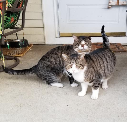 Buddy & Not Buddy, our outside strays/feral boys.