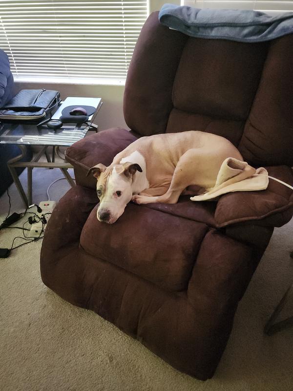 Max stealing my seat!