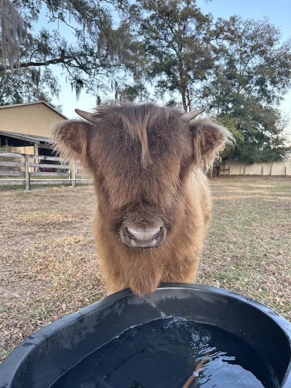Jolene after a good brushing out of her very curly hair!!