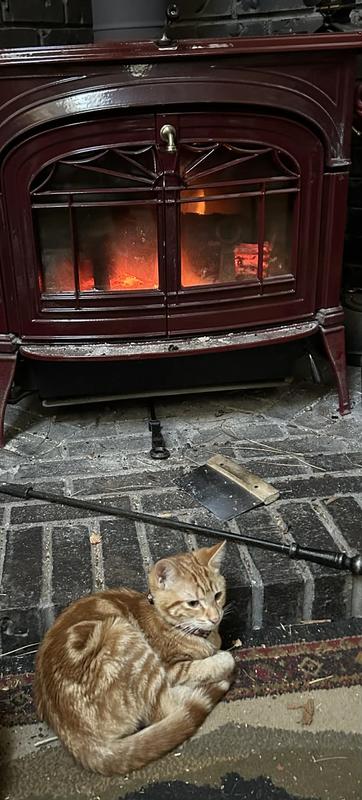 Marmalade, warm after living rough on the streets.