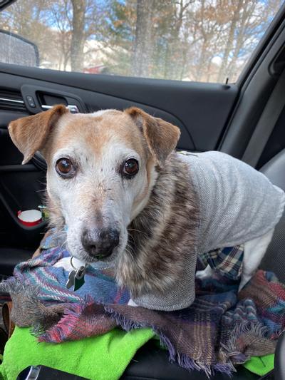 Product Reviews for FRISCO Dog & Cat Peacoat