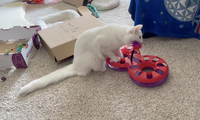 Kong eight track cat toy best sale