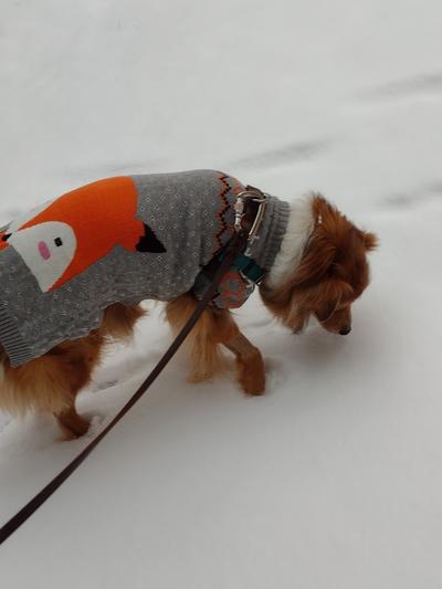 New sweater from Chewy!