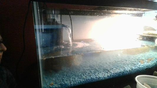 Small bits floating and on the floor of the tank. Turtle not eating it