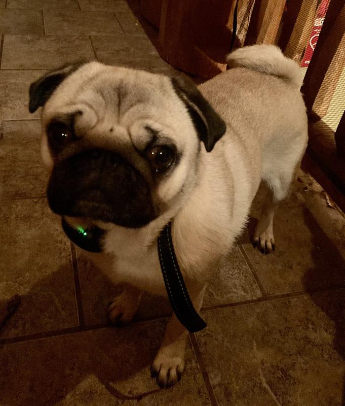 Otis, our 3 year-old pug wearing his bark collar.