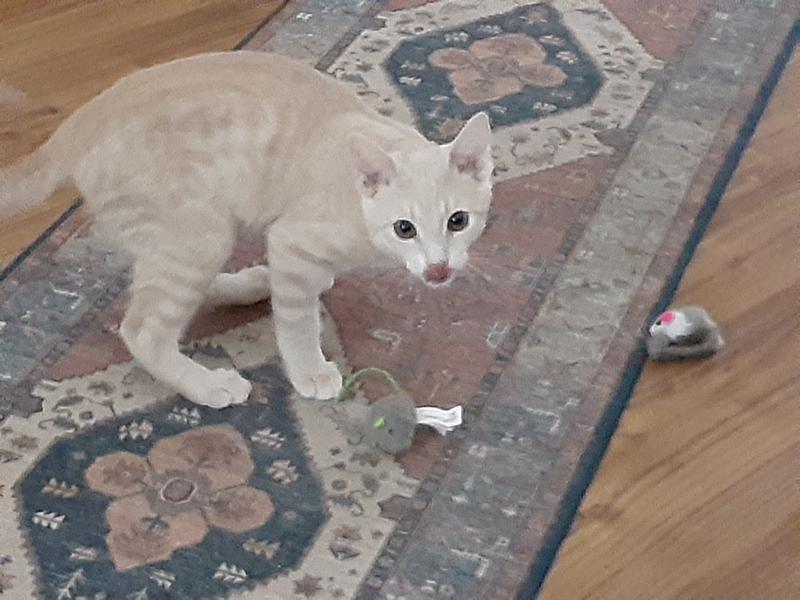 Tasty mice that make travel companions for our kittens.