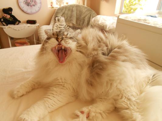 Where's my TREATS?????????