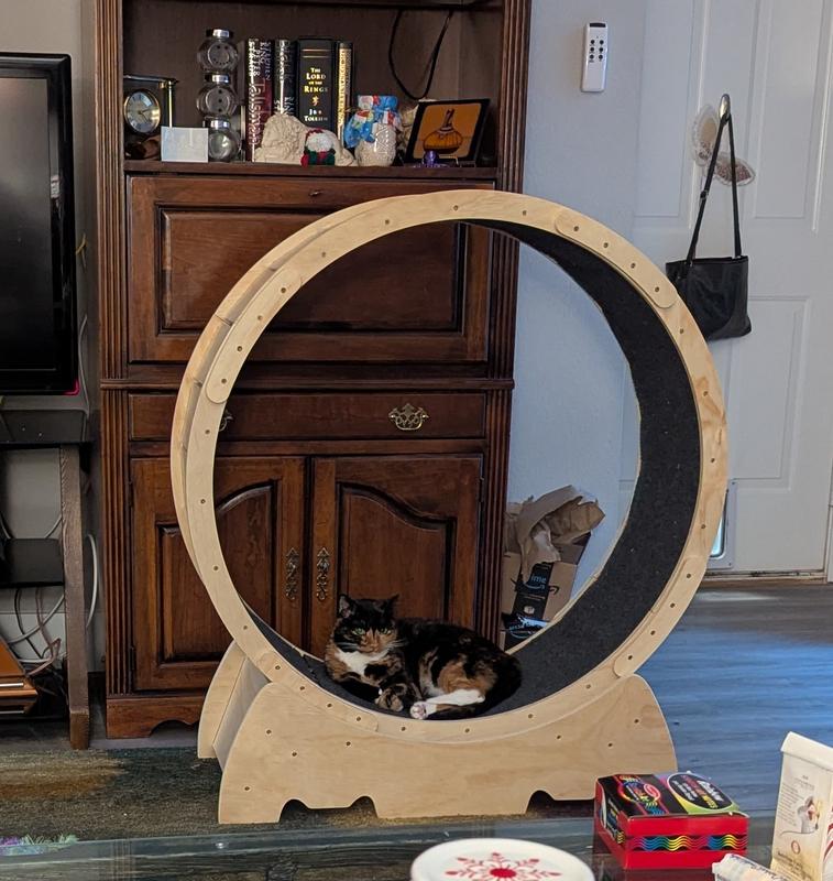 Callie resting on the treadmill.