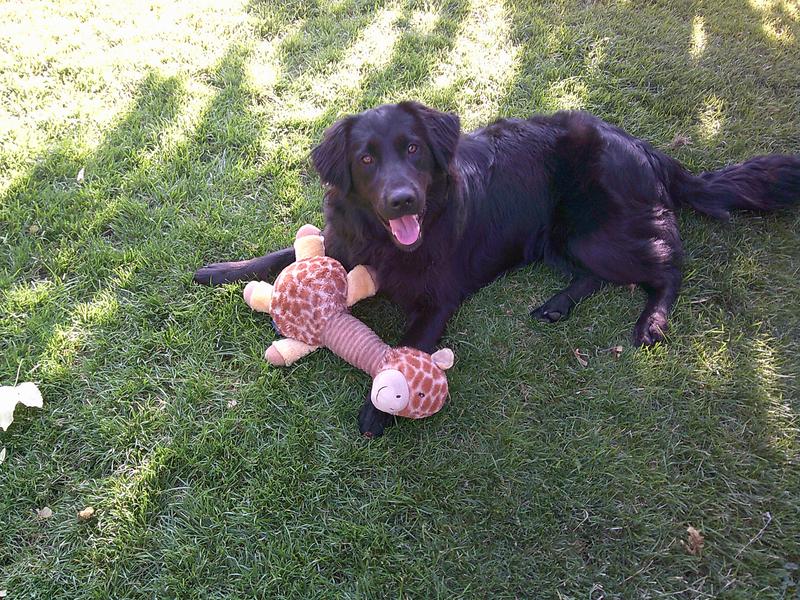 Love at First Squeak