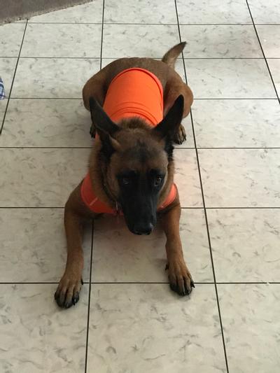 Pet Life 'Aero-Pawlse' Quick-Dry 4-Way Stretch Dog Tank Top – Reflective Performance Shirt