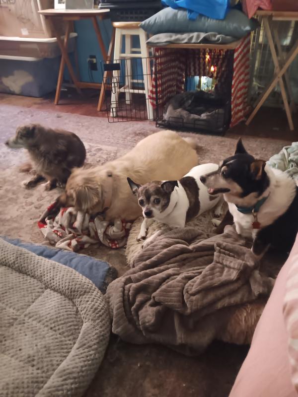 My little friends ❤️