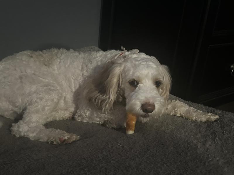 Ollie really loves this treat